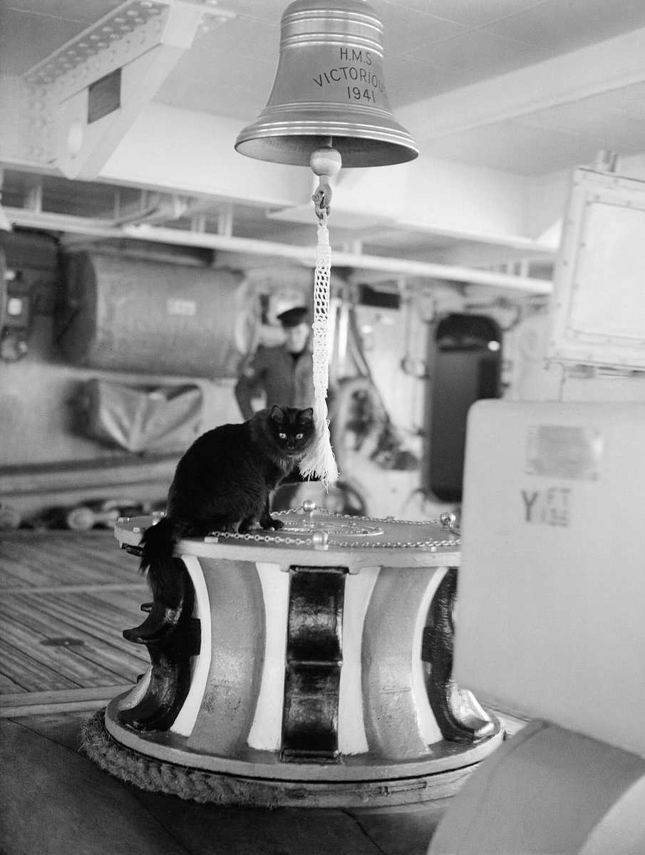 We've just gone down an internet wormhole because my Tiny Son refuses to believe that ship's cats were a thing. Consequently, I now know rather a lot about the service records of many maritime felines, including Tiddles of HMS Victorious...