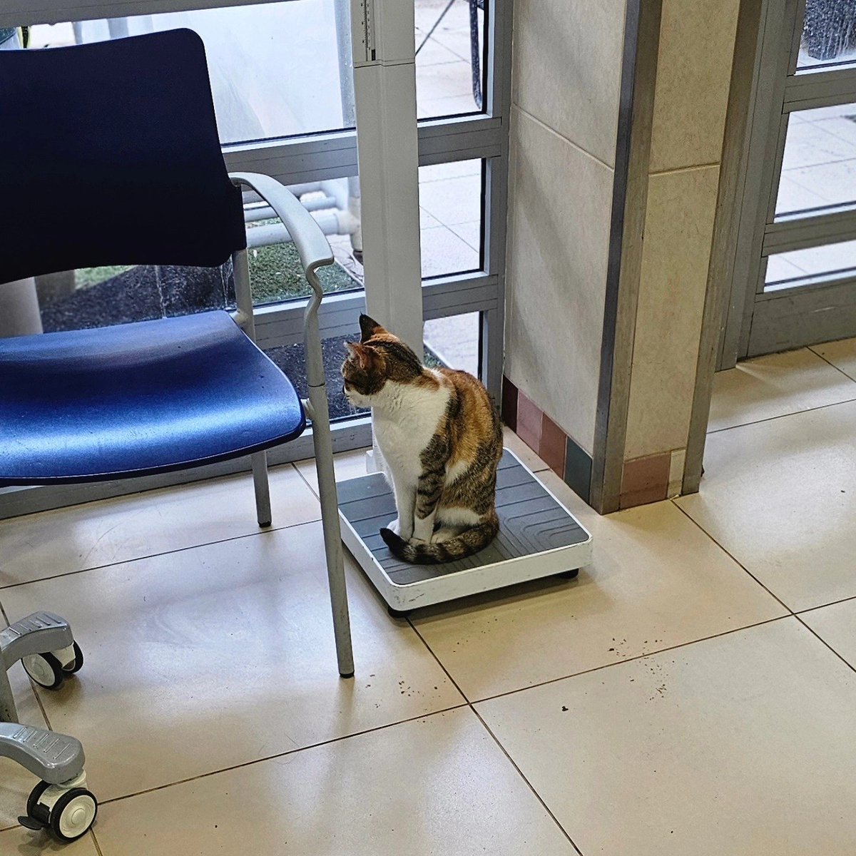 Sam_Baum's tweet photo. מומחית תזונה בבדיקת ציוד,
#ביתחולים #גהה
#cat #weightloss  #Hospital https://t.co/ra1N5bC6wl