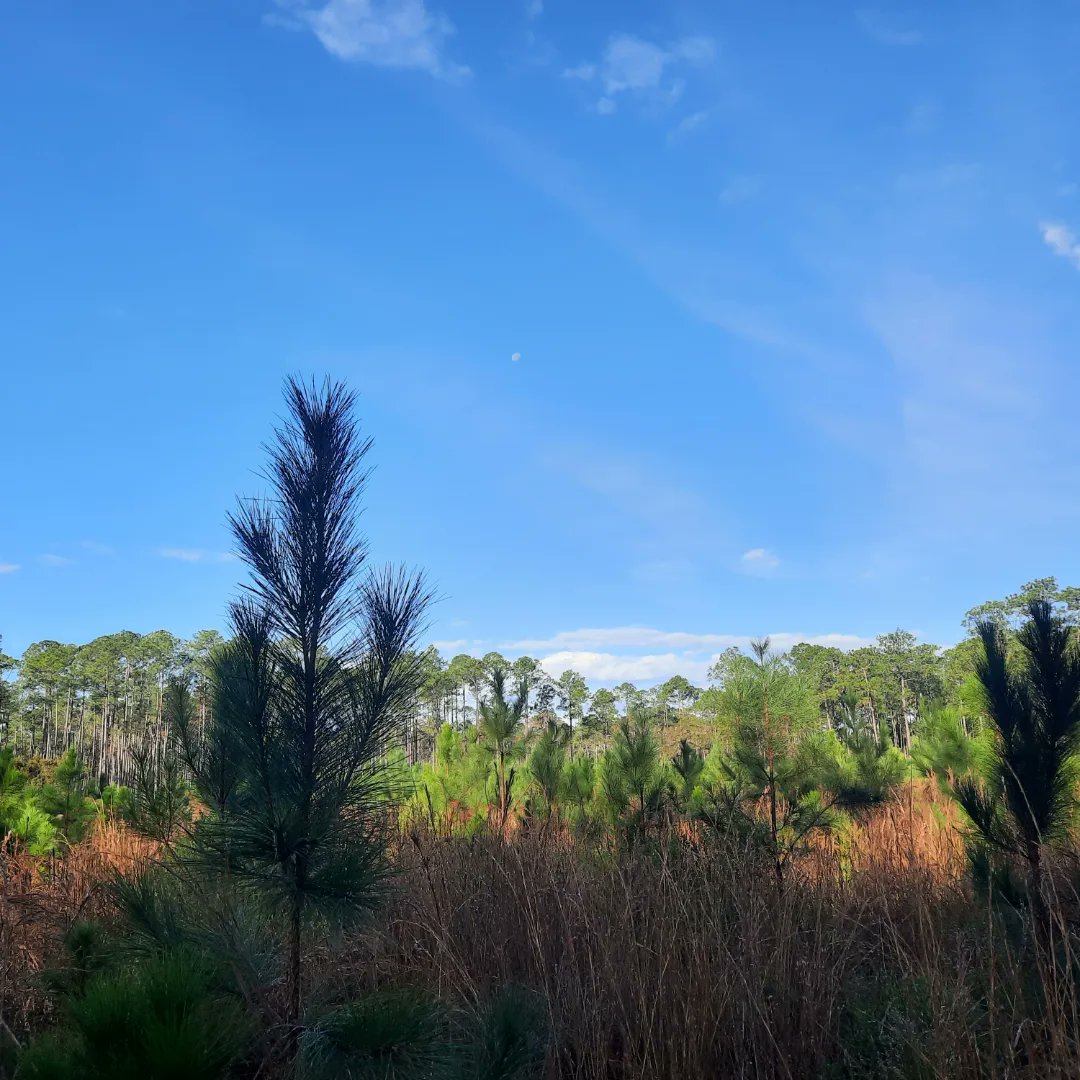 treephys's tweet image. If we are connected and you want an invite code message me.