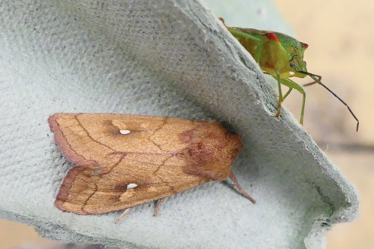 Deleting some photos, I came across this one (which I’m keeping) of a Brown-line Bright-eye and a photo-bombing Hawthorn Shieldbug. #moths #bugs