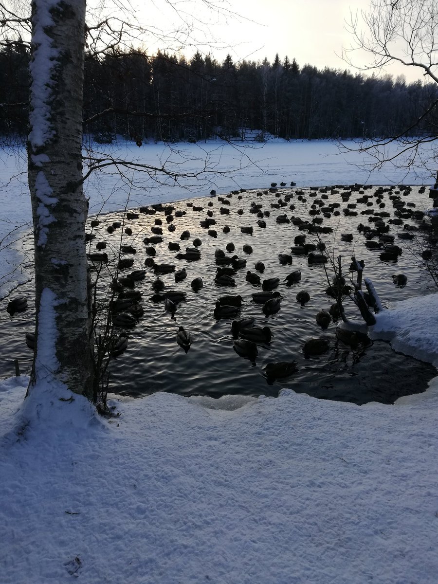 k_dinou's tweet photo. The duck congregation is keeping warm this chilly afternoon (-11 C).. #Hervanta #Tampere https://t.co/V4nmY4CFBv