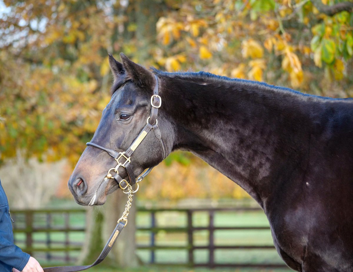 Trinity Park Stud tweet media