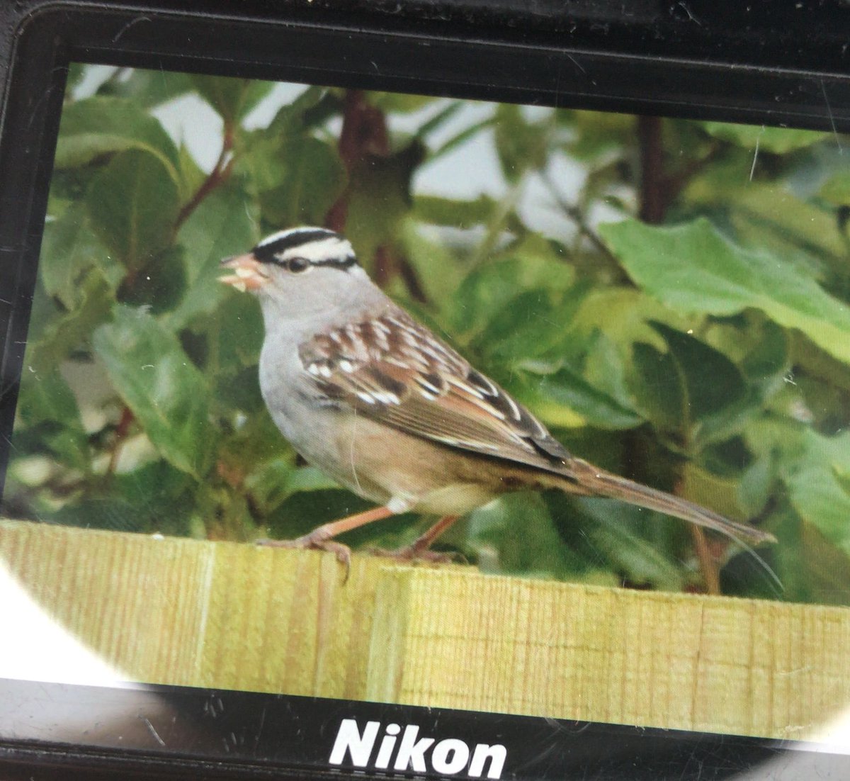 White-crowned Sparrow eventually showed at Rosudgeon today. It’s the first for Cornwall so really pleased to connect. 

Pic by James Drage-Hubert.  @drage_james