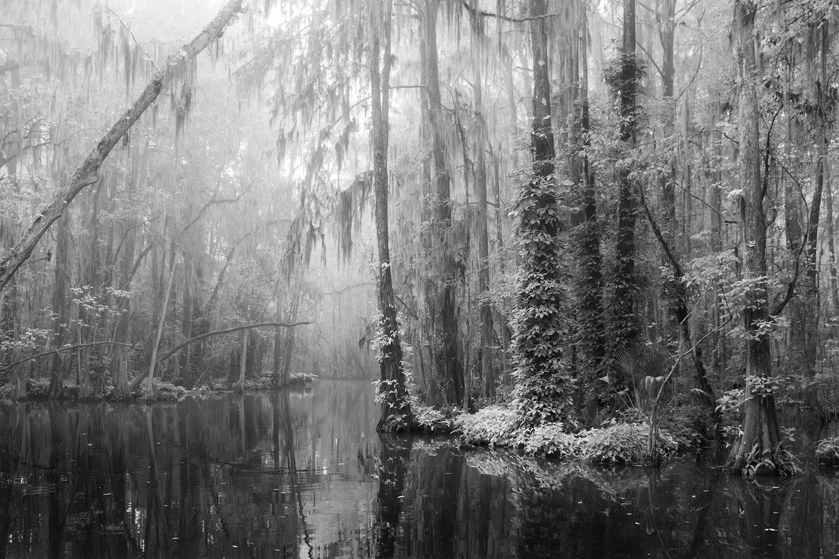 TMSkyHumPhoto's tweet image. I do love a foggy swamp scene. #blackandwhitephotography  #landscapephotography
