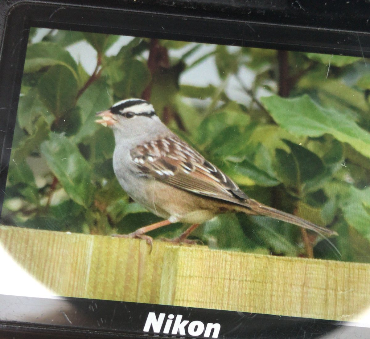 Wow! White-crowned Sparrow in Rosudgeon, Cornwall today. Showed nicely! @drage_james photo. @CBWPS1