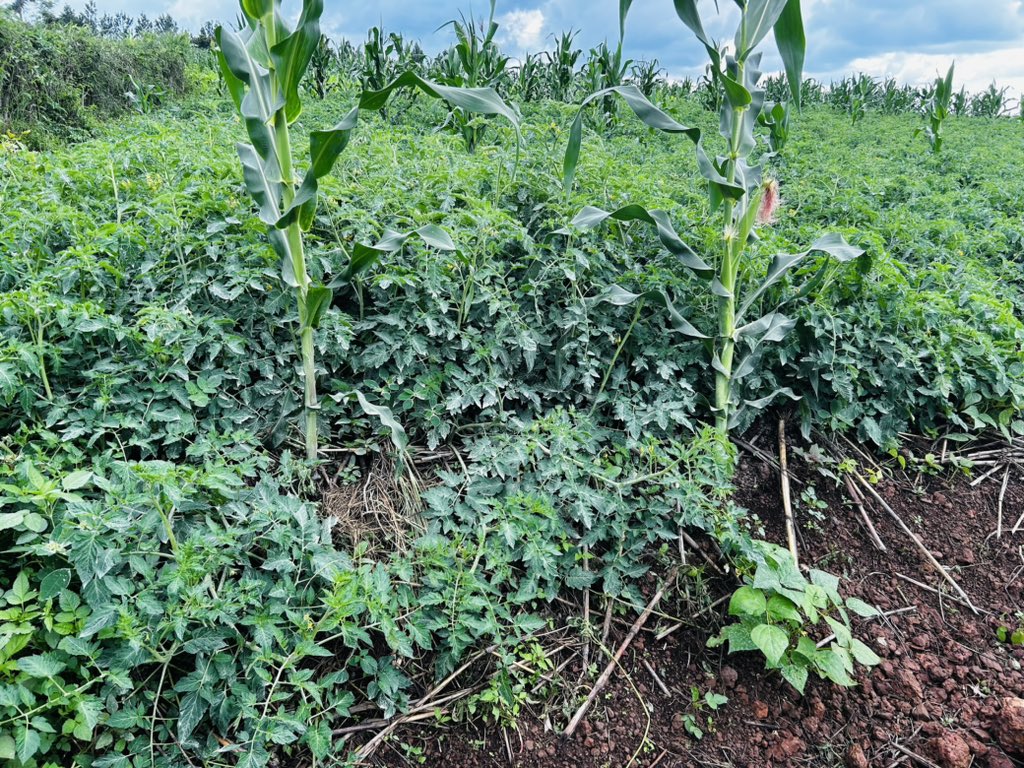 MrLewisbett's tweet photo. Excellent week in Rwanda, engaging with youth owned MSEs &amp; farmer groups in various districts. They are enthusiastic and prepared to receive support from CARE Rwanda and CARE Canada's new SERVE project, focused on generating youth employment in Ag Value chains @careinrwanda https://t.co/nzxhnOYnnH