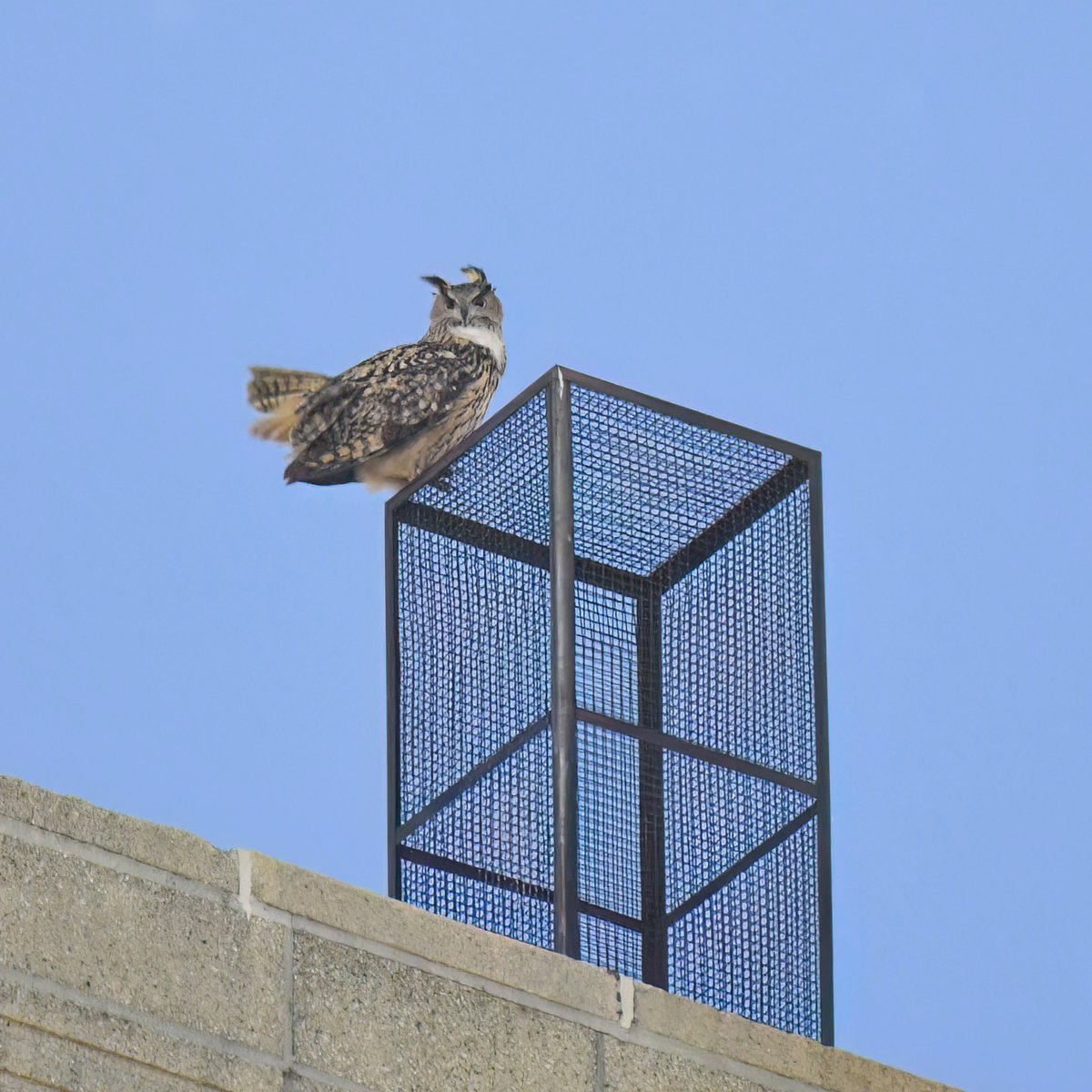 Manhattan Bird Alert tweet media