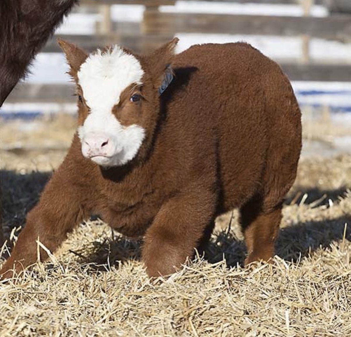 What cows look like after a shampoo and blow dry