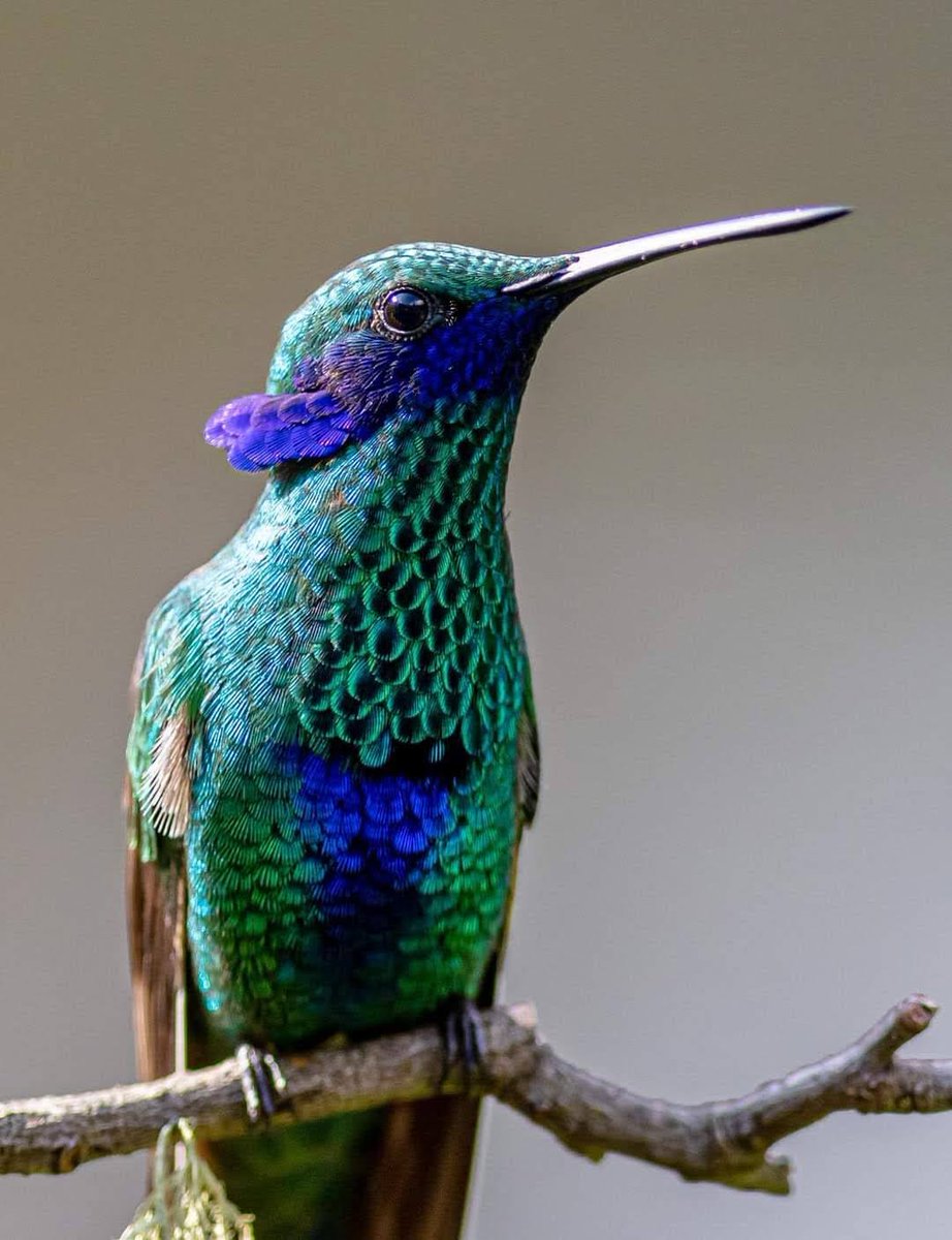 Hummingbird on the Sacred Valley 🇵🇪
#hummingbird #birdsofperu #peru
#epicperuadventures #sacredvalley