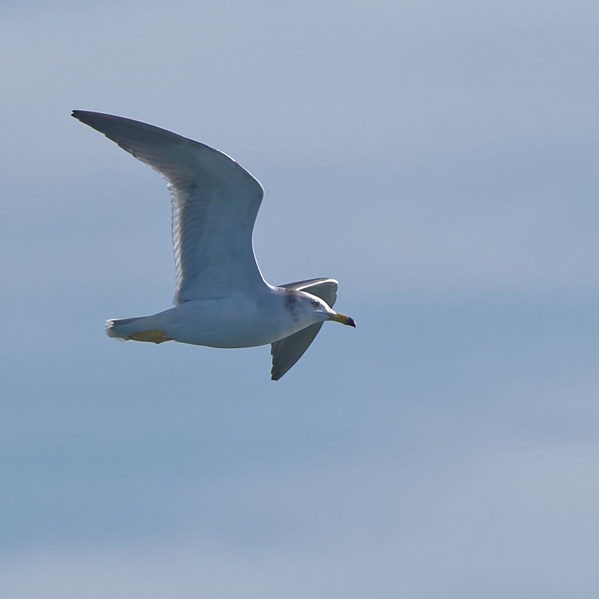 海のにゃんこ先生

＃ウミネコ　＃海猫　#BlackTailedGull
#BirdJapan #野鳥 #野鳥観察 #バードウォッチング