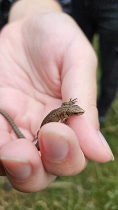 froglifers's tweet photo. There was a surge of #CommonLizards on our reserves before they started hiding away for winter.
This friendly fellow crawled right into one of the #TransformingLives traineesโ hands and chose to stay a while! https://t.co/TMeSYLHiae