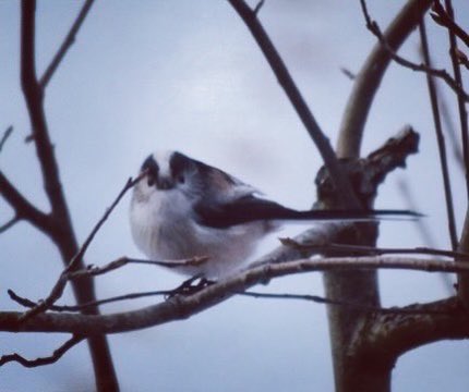 Now the long tailed tits have arrived! #lovemygarden #longtailedtits #birdstagram