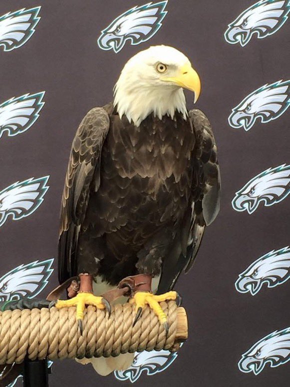 Game Day!!! 🦅 Lets Go Birds! 🦅 #FlyEaglesFly #Delco