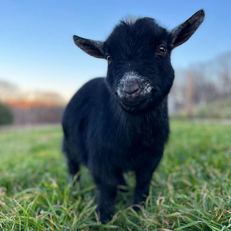 goatofthe's tweet photo. 📅 5th December 2023
🏷️ Instagram/offtherailspygmygoats
💕 #animaloftheday https://t.co/lEsegTNOIY