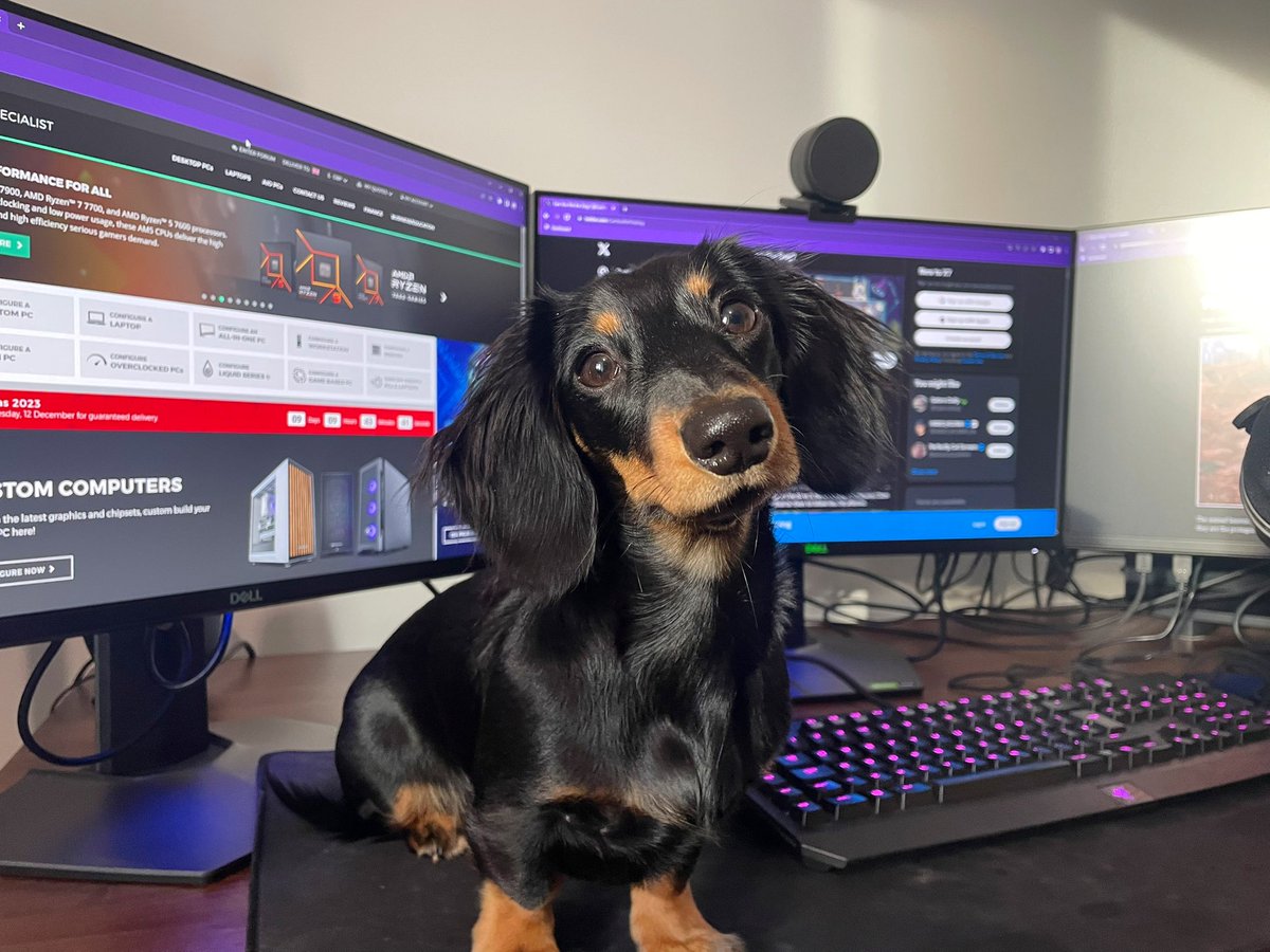 barryharryy's tweet image. The wonderful people at @PCSpecialist hooked us up with an insane rig a few months ago! 

Pepper has been enjoying looking at dog memes😊

If you’re after for a new system, be sure to check out PC Specialist and customise a computer to your needs!

pcspeciali.st/hrry #AD