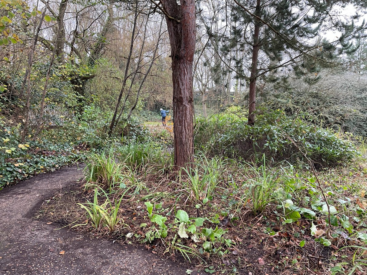 FestivalGardns's tweet image. Another area cleared this cold (but dry) morning. Another full bag of litter filled from this small area. Thanks to Steve, Eric C and Bridget for all their hard work. A good spot for daffodils perhaps to give some Spring colour? #FestivalGardens #litterpickers #LiverpoolParks