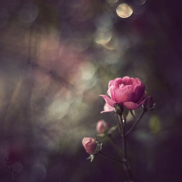 poojagarg1111's tweet photo. On the days when your pain is louder than your love, remember you are more than what has hurt you. https://t.co/d8psblG5PK
