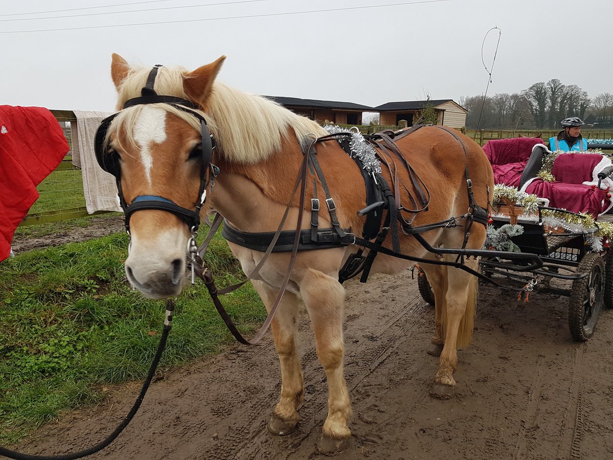 Fun Jingle Bell carriage ride today, with lovely horses and volunteers making it feel a lot like Christmas 😊 #ChristmasFun