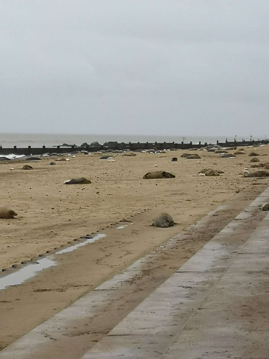 How lucky are we to live so close to nature #Norfolk #seal #sundayvibes