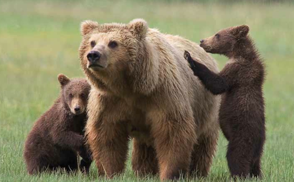 AceRimmerFella's tweet photo. @realvishawk @JuliaDavisNews This is anti-bear propaganda.  
Bears are cute, intelligent and peaceful; but don't take any crap.  More like Ukrainians. https://t.co/AP3pwF3Q2Q