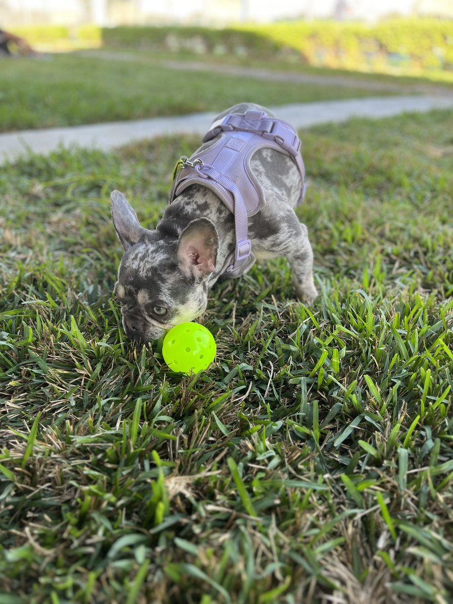 Everyone wants to hop on the pickleball courts this morning 🌅