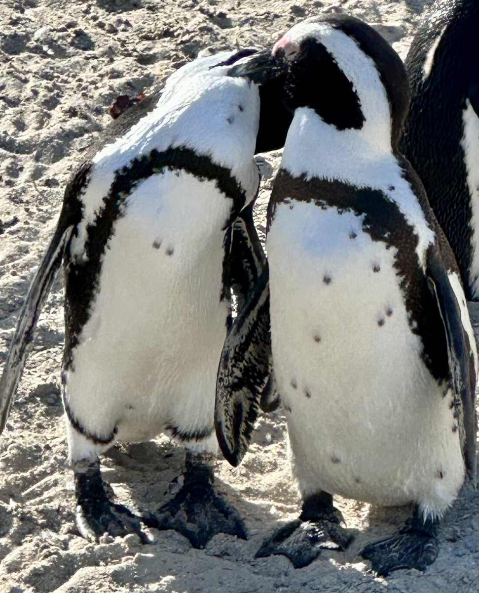 Vishva Dixit (@dixitvishva) on Twitter photo African Penguins making out in Cape Town! African Penguins making out in Cape Town!