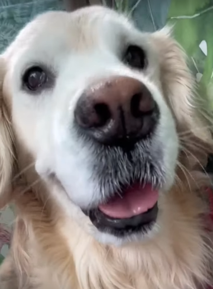 GoldenRatioOTD's tweet photo. 12/3/22 On this day: Hopper continued to be the most photogenic dog https://t.co/ywzfSKlI49