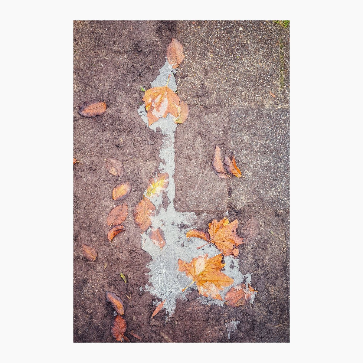 #winter #alpaca ❄️🍂❄️🍂❄️