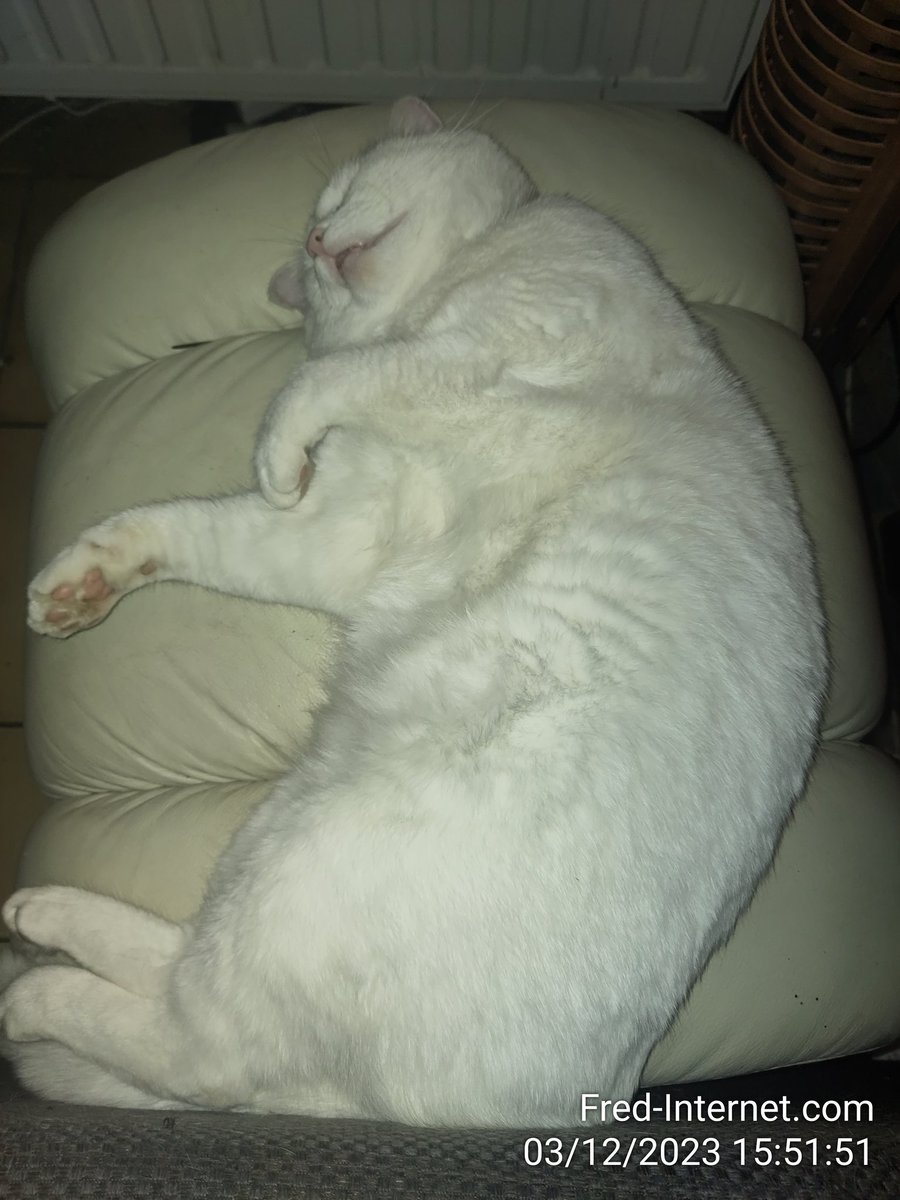 😺just a lazy day..