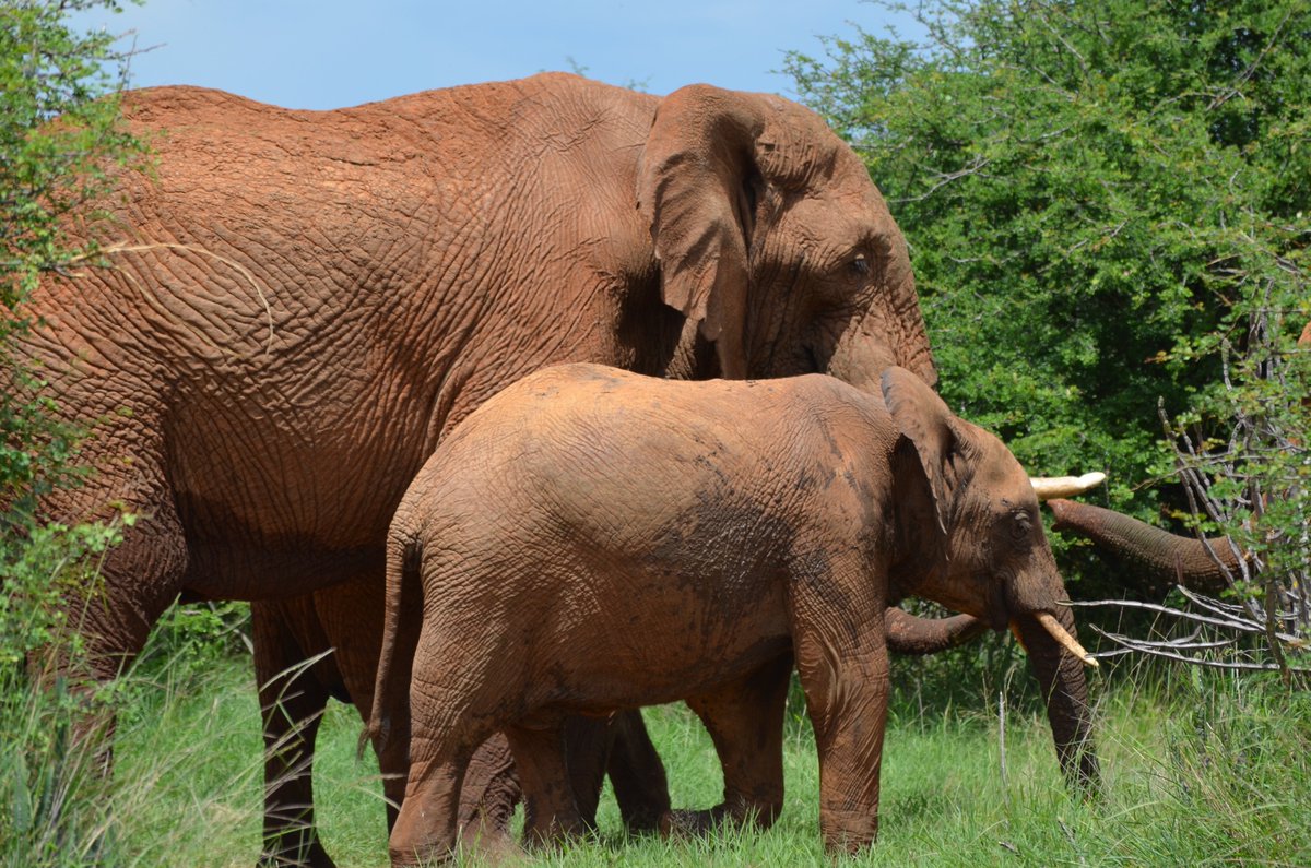 We also discussed support to ecotourism and other infrastructural needs, in order to incentivize communities, as we focus on Human-Wildlife Coexistence as a model.
#lca
#IFAW
#laikipiaconservancies
#conservation
#connectedness
#plan2action
#4wildlifeandpeople
#RoomtoRoam