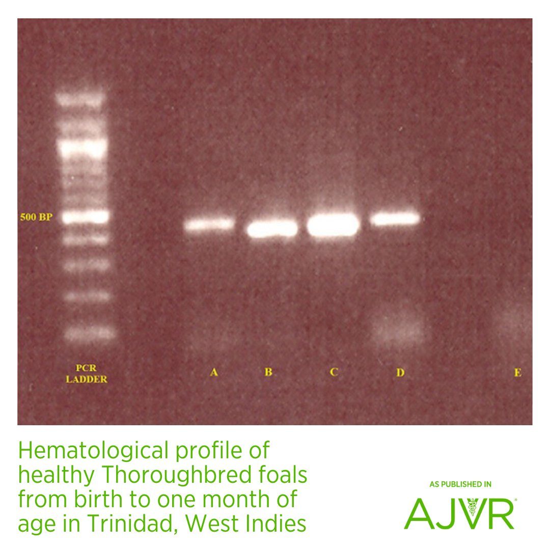 AJVROA's tweet photo. A study published in #AJVR created a guide for equine practitioners in tropical countries on the hematological reference intervals of thoroughbred foals from birth to 1 month of age. 🐎 Learn more: https://t.co/hPNB8nsjHb #CBC #horse #neonates #Trinidad #referenceintervals https://t.co/rEiaOMA5D8