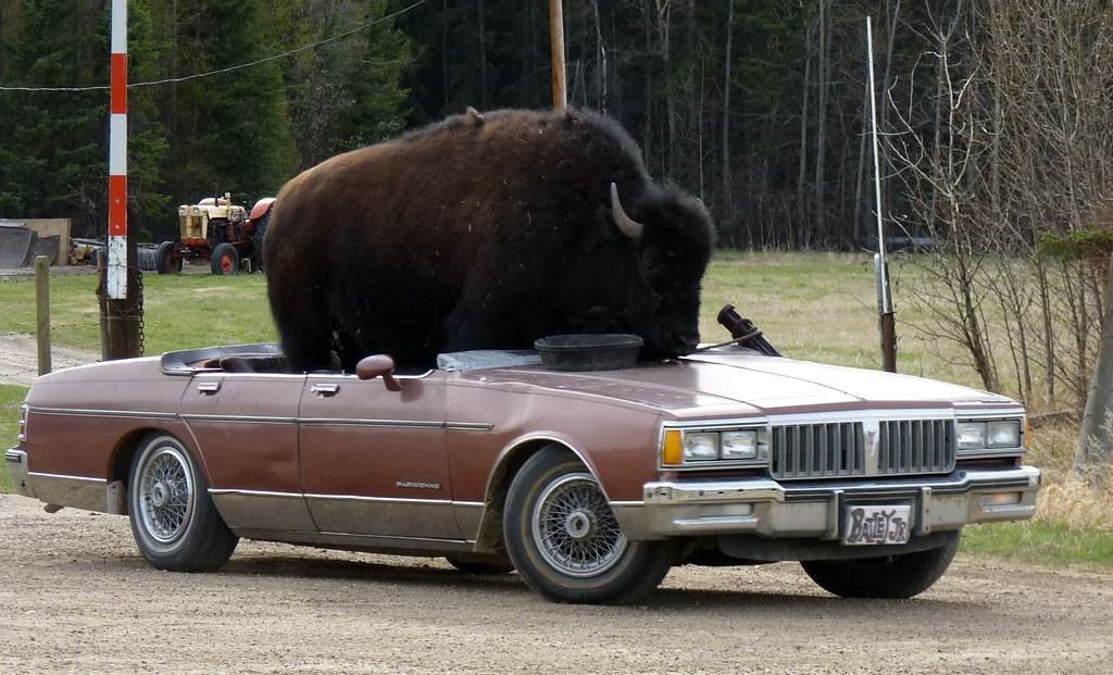 The Royal Bison! tweet media