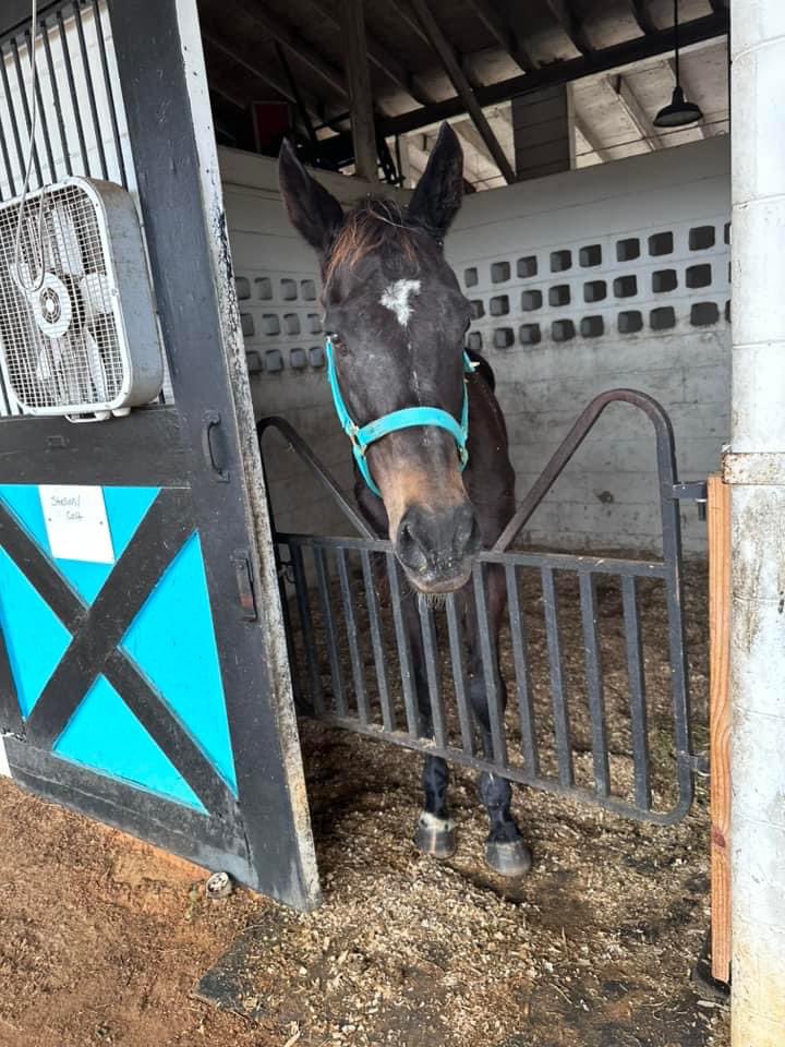 CaribbeanTBAftercare (@caribbeanottb) on Twitter photo While we were sleeping, 2 special 🐎🐎 were ✈️ home!Our weary travelers NOBLE INDY🐎 and MISS TEQUILA🐎 made it safely to Ocala at 4 am. Thank you Kelly Lupton for receiving them and Alegre Equine Air Transport - AEAT for getting them there safely✈️🙏🐎♥️ <a href="/Oldfriendsfarm/">Old Friends</a> While we were sleeping, 2 special 🐎🐎 were ✈️ home!Our weary travelers NOBLE INDY🐎 and MISS TEQUILA🐎 made it safely to Ocala at 4 am. Thank you Kelly Lupton for receiving them and Alegre Equine Air Transport - AEAT for getting them there safely✈️🙏🐎♥️ <a href="/Oldfriendsfarm/">Old Friends</a>
