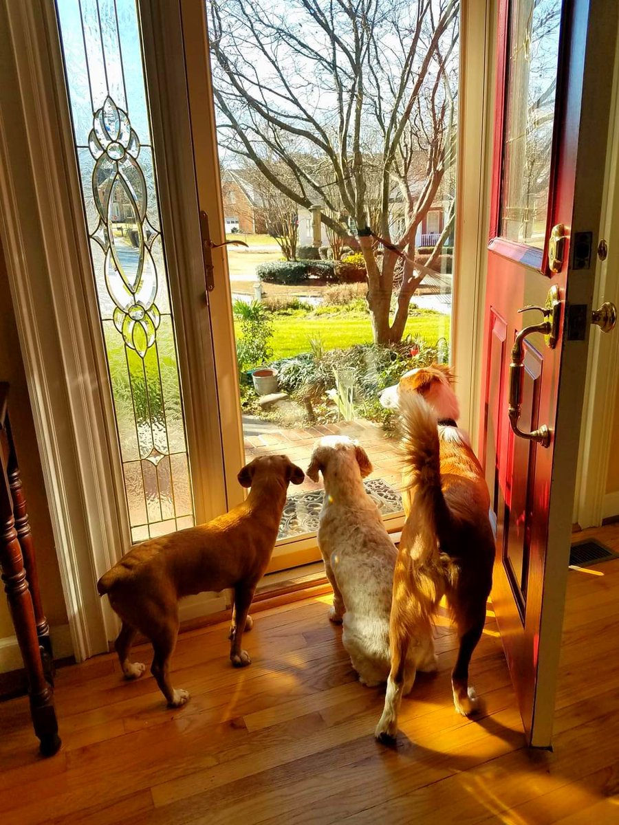 My three dogs
#dogs #dog #pets #sundayvibes #SundayMorning #dogphotos #dogdad #goodmorning