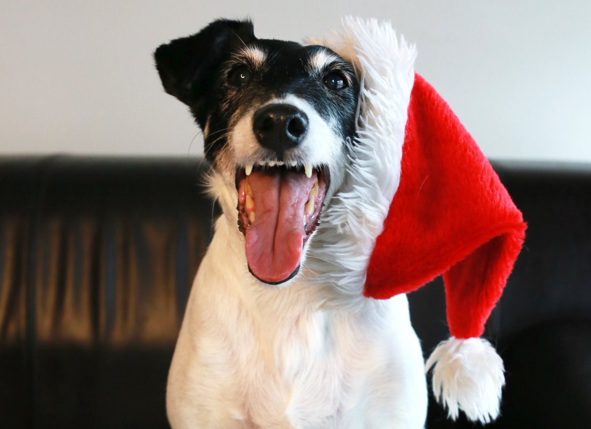 LittleDogCC's tweet photo. Happy holidays everyone! December 2023 grant list is now up :-) https://t.co/TqkAlFxxw1 https://t.co/WtQlwZ8yt1