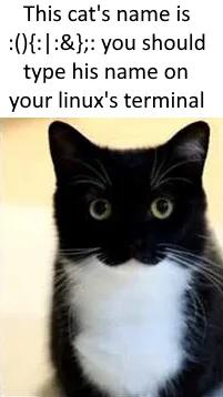 Programmer Humor tweet media