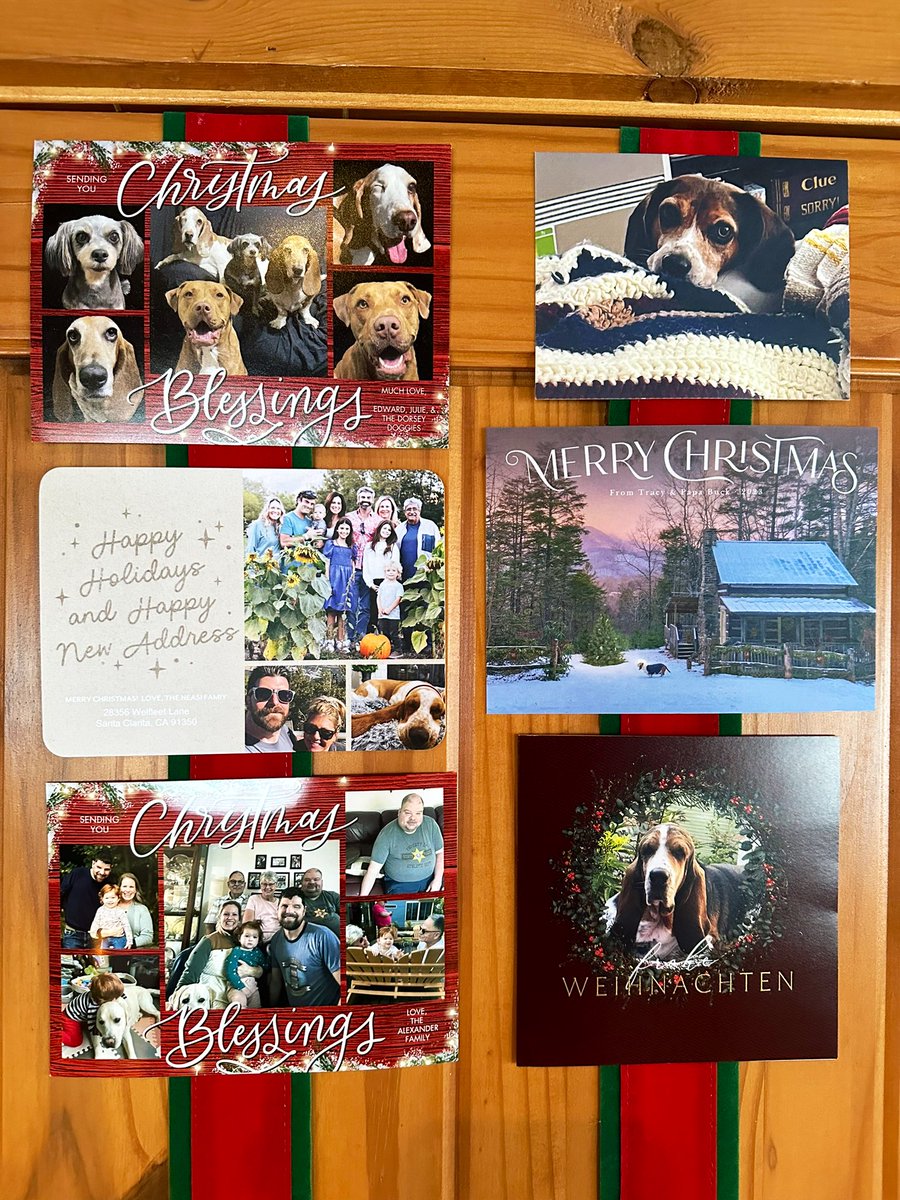 MocklerBassets's tweet photo. Putting up #Christmas cards from “X” Pals. ❤️🐾💚🎄❤️#DogsRFamily @Smiley__Simon @LaineNeasi @CoachRobynR @BassetBuck @Basset_Polly https://t.co/BO3Si5LCpZ