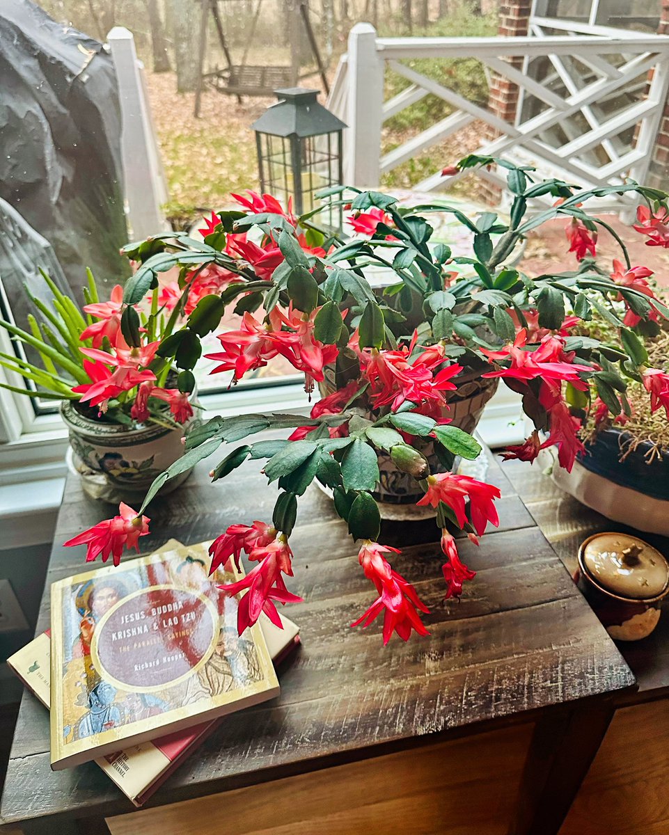 When I was a special education teacher in 2003, one of my 6th grade scholars gave this to me in a small red solo cup. It blooms bigger and brighter every year. Keep planting those seeds and bloom where you’re planted!