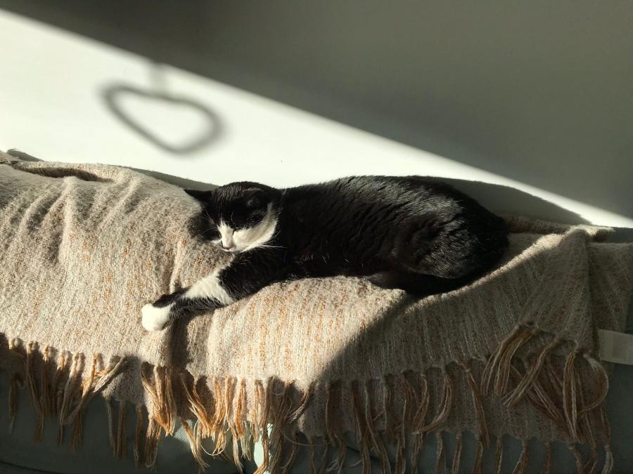 PaintnPause's tweet photo. Pets are great stress relief.  Great company at all stages of life but fabulous company during #menopause.

Meet Bubbles, an important part of the #Paintnpause team.

#MeetTheTeam #CatsOfInstagram #MenopauseRelief #MenopauseSupport #SelfCare https://t.co/D9HB8qkk25