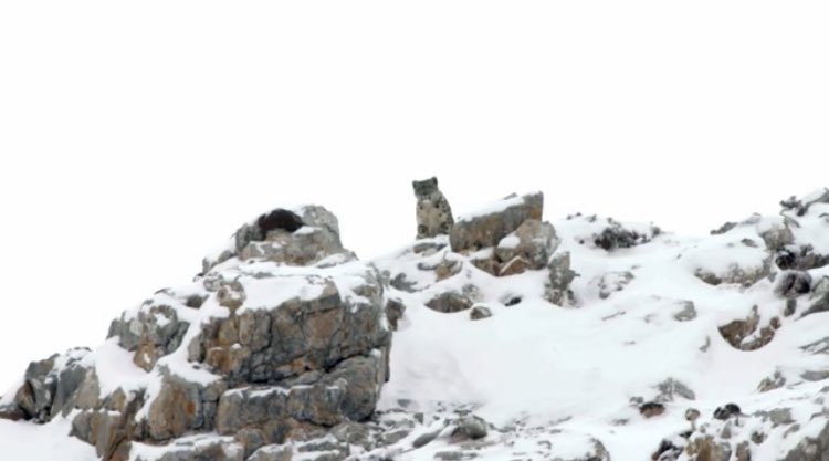 LeicsCares's tweet photo. #ElectricShowcase wraps today with the stunning Snow Leopards and Friends (2022) showing at 1600 grab a place if you can. Huge respect to our friend @H_onfilm and her colleagues @dmuleicester @DMU_CI for helping to build cultural understanding #Cinema https://t.co/q1Vo0leSE1 https://t.co/iCzz5nHds5