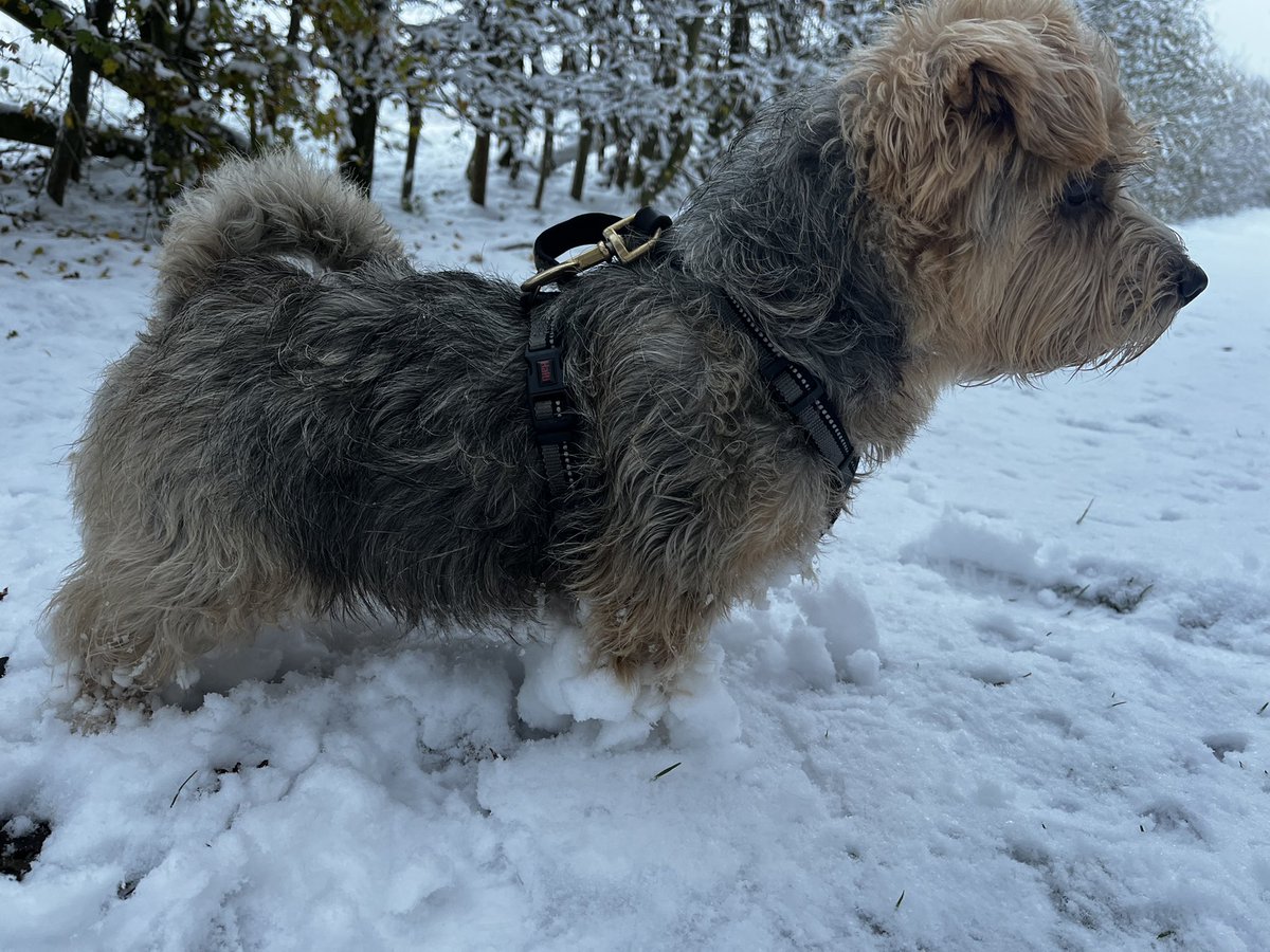 He is up to his middle in a light snow