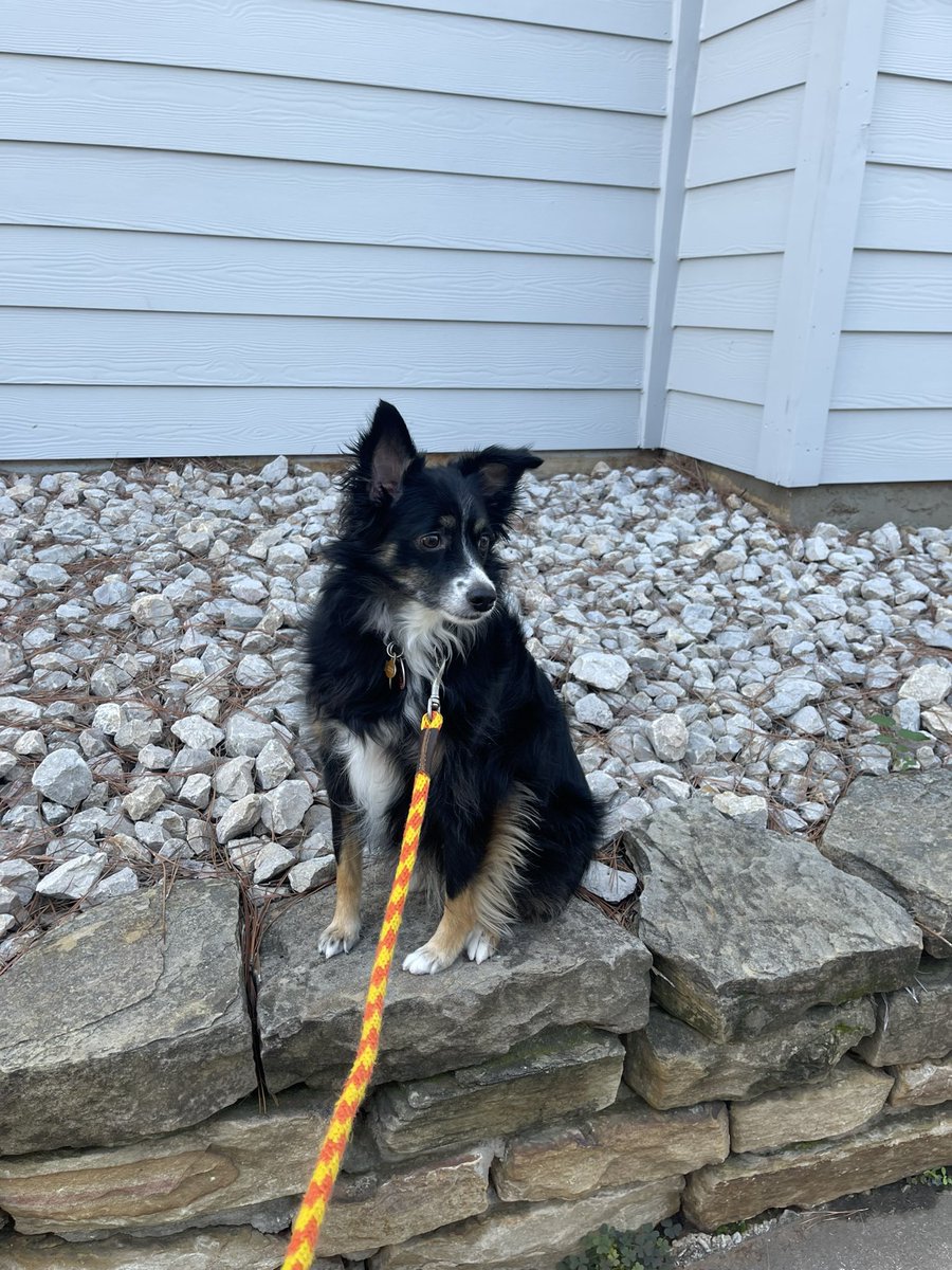 PhoDrn (@juandrn) on Twitter photo <a href="/DentonFireDept/">City of Denton Fire Department</a> <a href="/cityofdentontx/">City of Denton, TX</a> <a href="/DENTONPD/">Denton Police Department</a> My dog went missing after being saved from this fire 💔 please help me find him. If anyone has seen him please contact me 7086775193
His name is MILO (mee-lo). <a href="/DentonFireDept/">City of Denton Fire Department</a> <a href="/cityofdentontx/">City of Denton, TX</a> <a href="/DENTONPD/">Denton Police Department</a> My dog went missing after being saved from this fire 💔 please help me find him. If anyone has seen him please contact me 7086775193
His name is MILO (mee-lo).