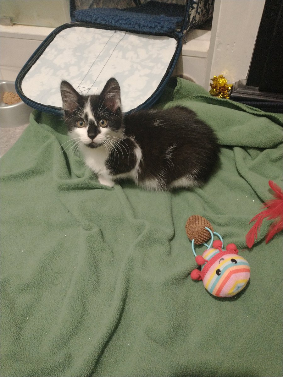 <a href="/JortsTheCat/">Jorts (and Jean)</a> <a href="/mrfishtopher/">Fishtopher and Friends</a> <a href="/MissyBBBobtail/">For the love of Missy.</a> 

Hey guys, I could use your help amplifying trying to find a home for this little dude. He was found outside in a rat trap, and being kept outside.

He's a little skittish, but SUPER sweet and playful.