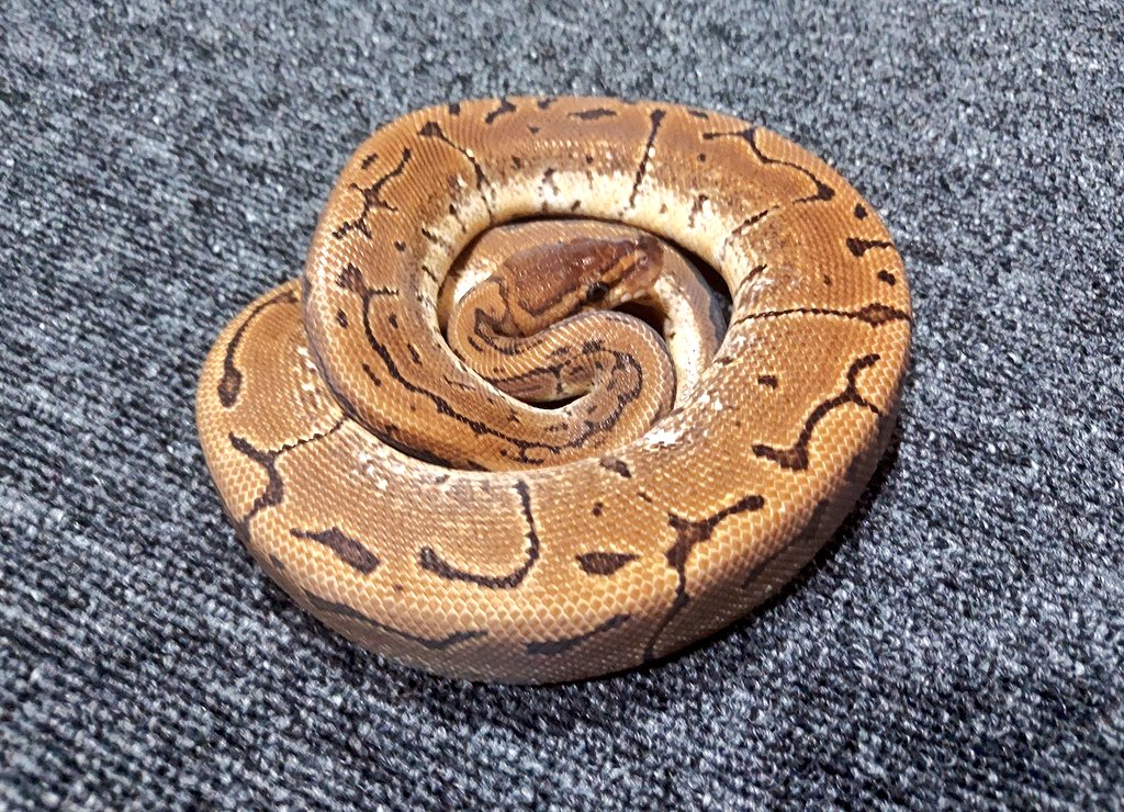 othimusyamusya's tweet image. 2022国内CBピンストライプキャリコ仕上がってます🐍

体重500㌘前後の♂️となります😊

来ますよ…キャリピン時代✨

販売価格￥32,800税別→￥36,080税込

#BreedersReptilesShopGoisu 
#ボールパイソン
#BPF55