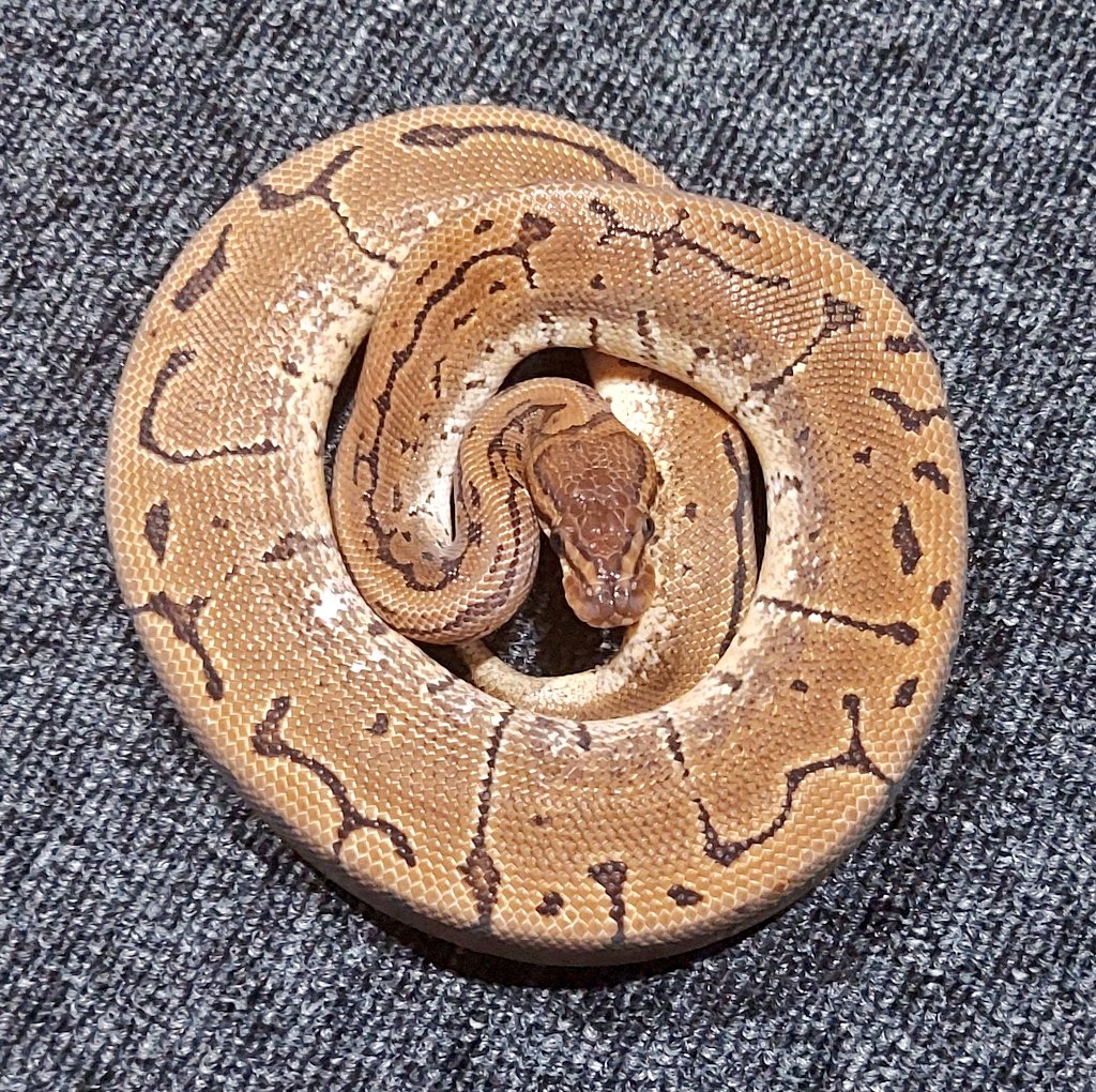 othimusyamusya's tweet image. 2022国内CBピンストライプキャリコ仕上がってます🐍

体重500㌘前後の♂️となります😊

来ますよ…キャリピン時代✨

販売価格￥32,800税別→￥36,080税込

#BreedersReptilesShopGoisu 
#ボールパイソン
#BPF55