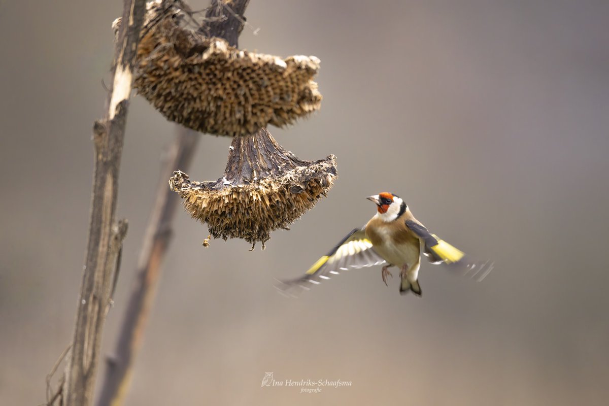 inahendriks's tweet image. Wat zijn de vogels blij als de boeren een randje zonnebloemen laten staan. #putter #barneveld