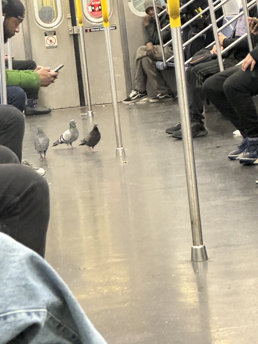 kareem 🪴 🦧 tweet media