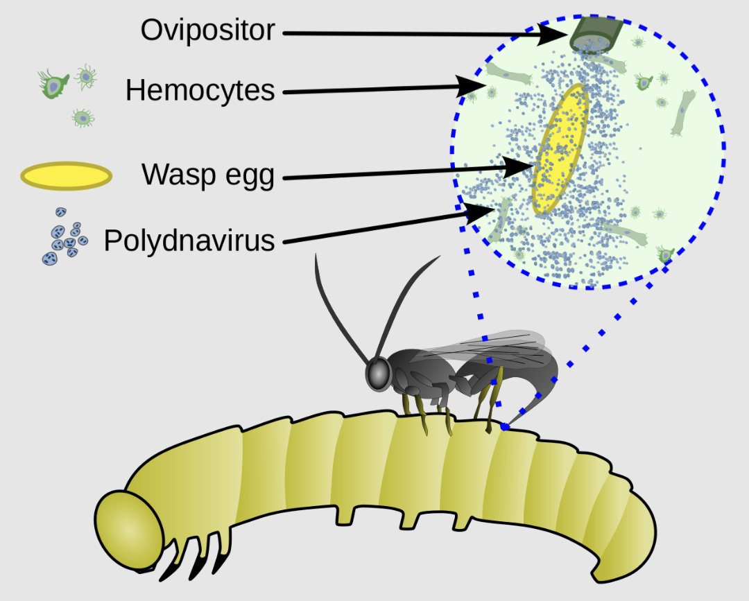 While the parasitic relationship between the parasitoid wasps and their hosts is going on, another mutualistic relationship is taking place. Polydnaviruses are insect viruses that reproduce within the female wasps. These viruses are inserted into the host and act to weaken the…