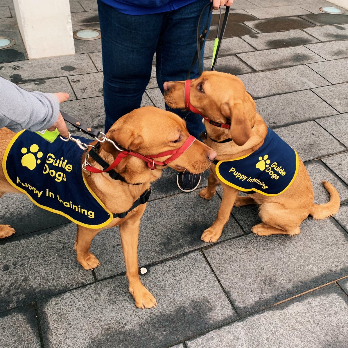Such good boys 😍 we loved having the team from <a href="/guidedogs/">Guide Dogs</a> Medway/Swale visit our theatre to support these beautiful pups in their guide dog training. They were all pawfectly behaved 🐾
