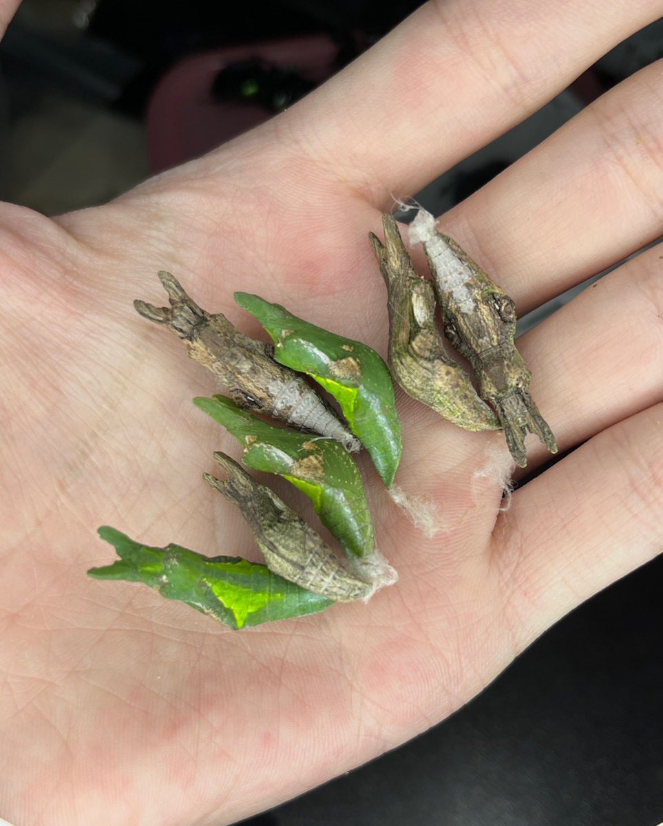 Mmmmiaoa's tweet photo. Metapod！ https://t.co/ucrCSCpuO7